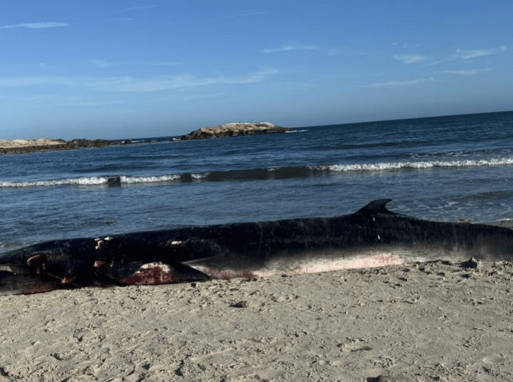 Bob the minke whale lost for fourth day in long beachs rainbow harbor
