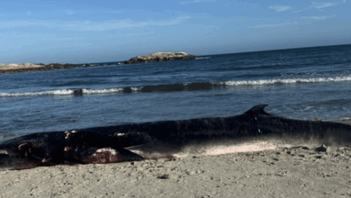 Bob the minke whale lost for fourth day in long beachs rainbow harbor