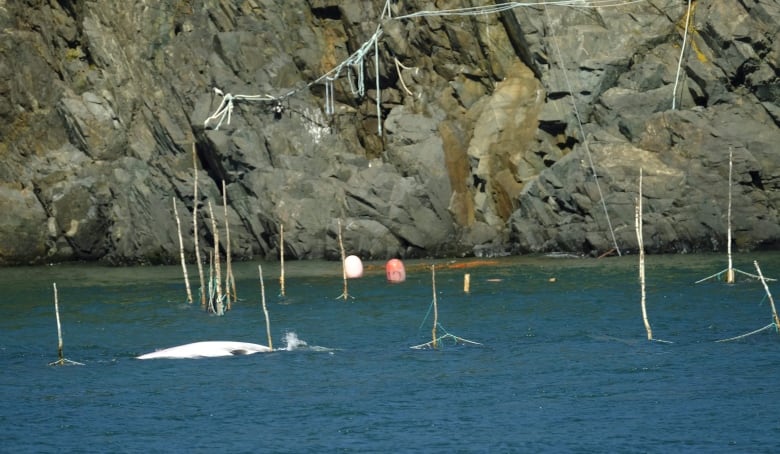 Whale minke federal authorities investigation deaths launch into boston wellfleet