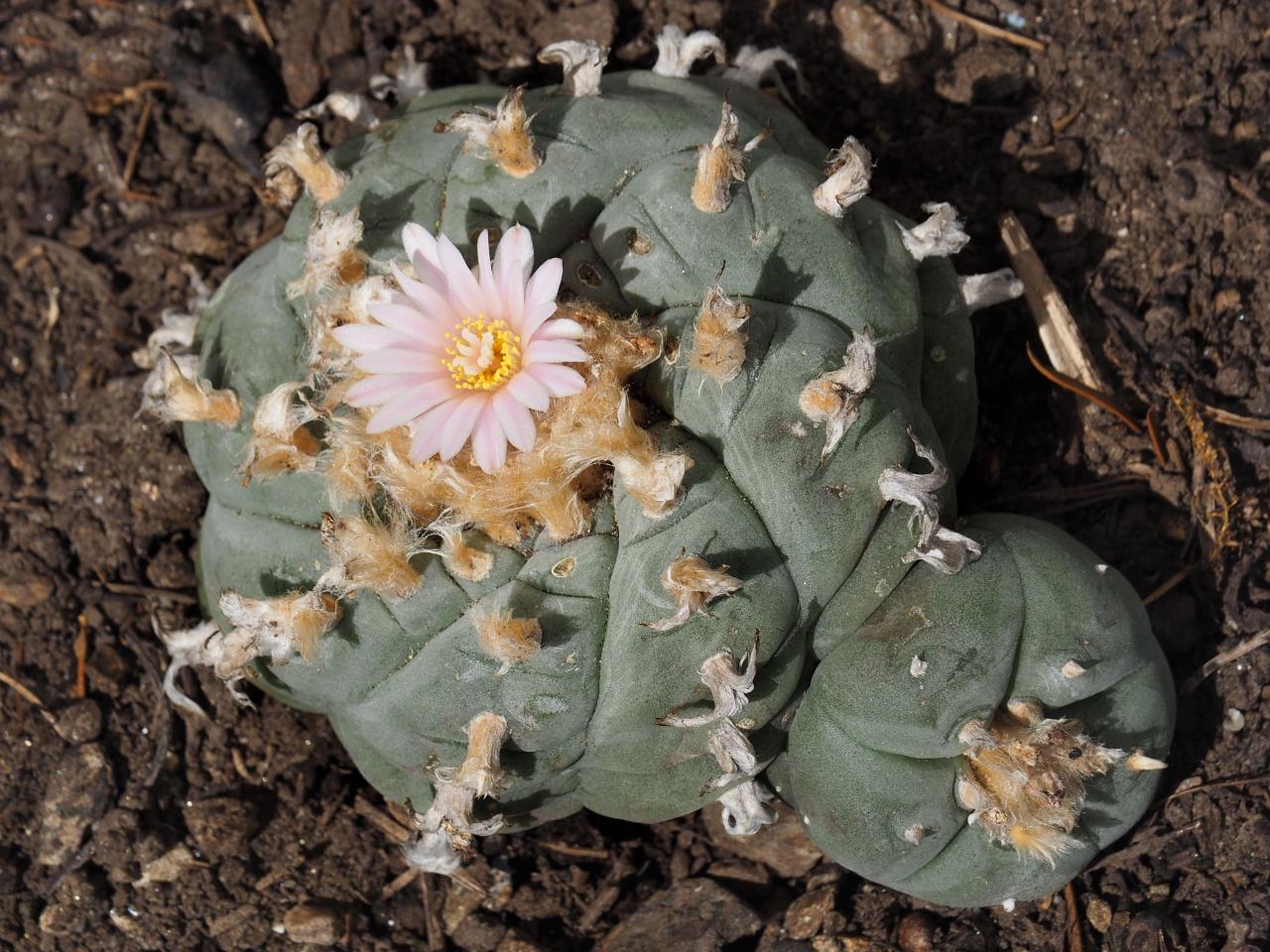 What is the native american church why is peyote sacred