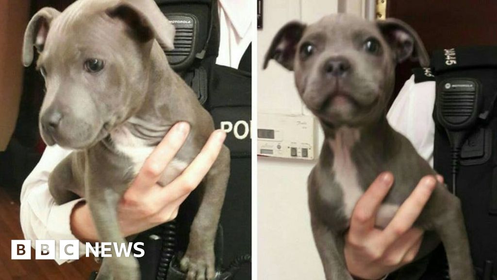 Women charged with animal cruelty in contra costa dog kicking case