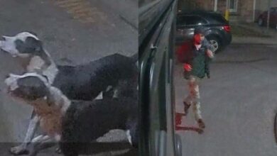 Two women sought in east bay attack of small dog are arrested