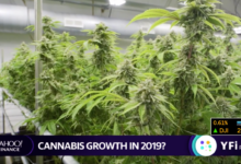 The future of cannabis