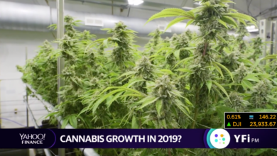 The future of cannabis