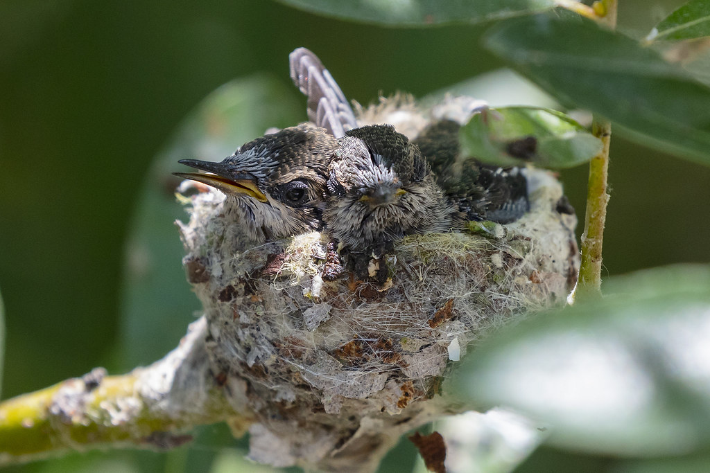 Hummingbird nest hummingbirds baby eggs bird nests leave nestlings birds hatch size cute their cutest ever these life they babies