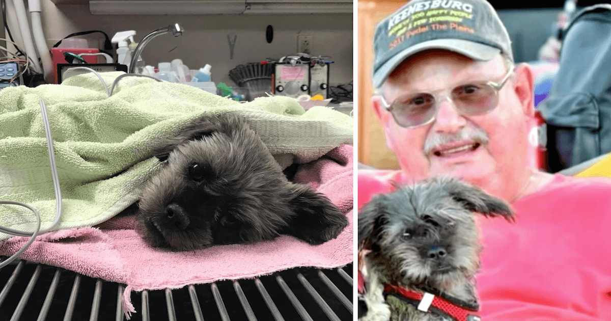 Missing elderly hiker Donald Hayes found dead with his dog alive at his ... Carmel valley man found dead after trying to find lost dog