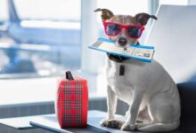 Vacationing with a pet oakland couple wants advice on how to prepare