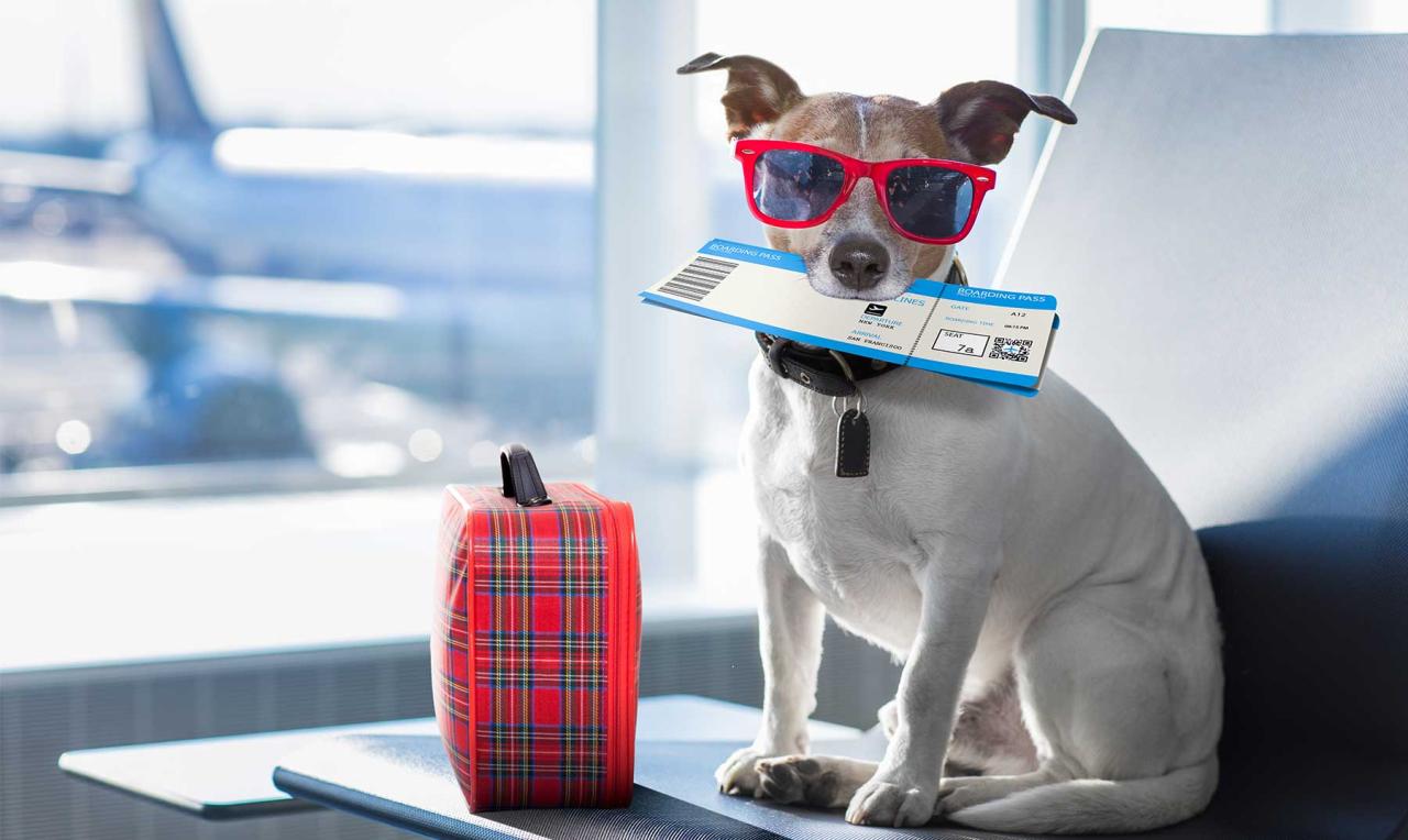Vacationing with a pet oakland couple wants advice on how to prepare
