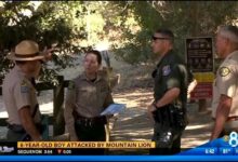 Mountain lion hazing california