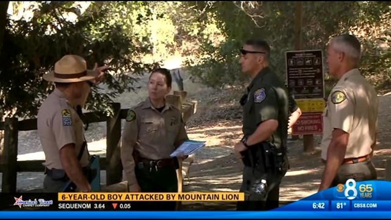 Mountain lion hazing california