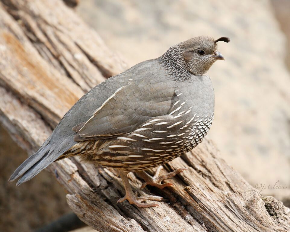 Great places to see birds in californias central valley