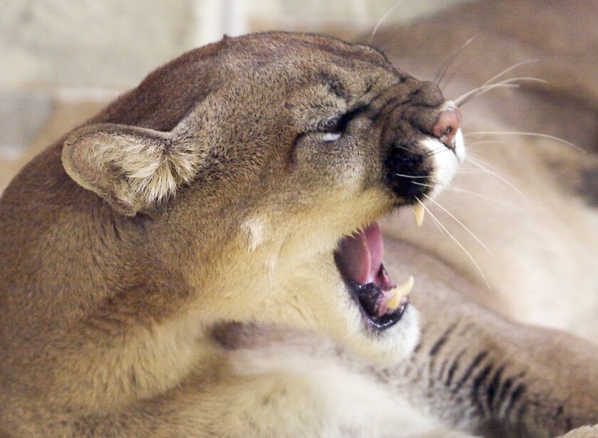 Mountain lion hazing california