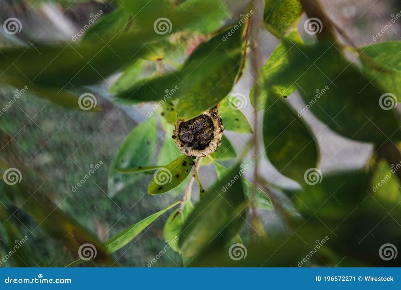 Spca cares for jelly bean sized hummingbird nestlings