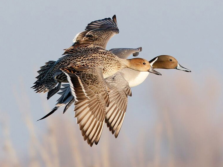 Great places to see birds in californias central valley