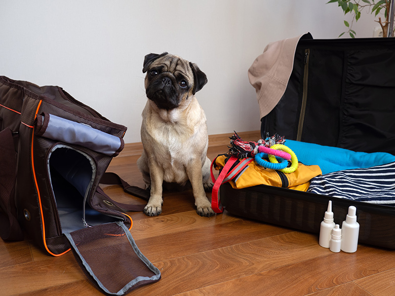 Vacation pet tips care great top blog jun Vacation pet tips care great top blog jun