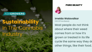 Sustainability takes the stage a bright green future for the cannabis industry in the new year