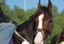Northern california horse racing faces grim future