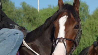 Northern california horse racing faces grim future