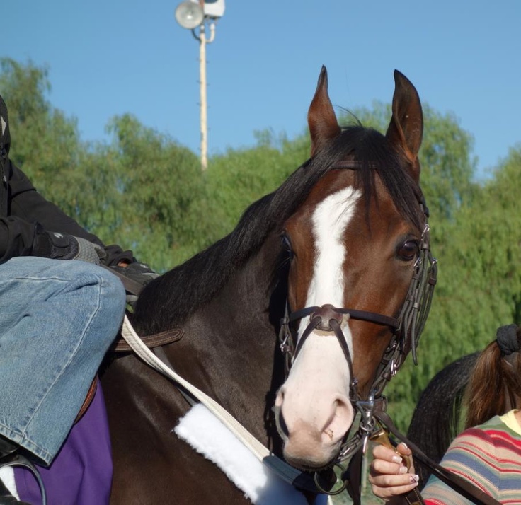 Northern california horse racing faces grim future