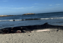 Bob the minke whale lost for fourth day in long beachs rainbow harbor