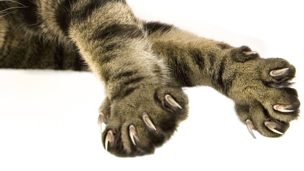 Can california vets claw back another cat declawing ban lawmakers are trying 2