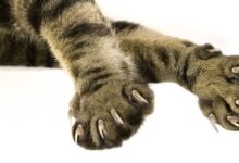 Can california vets claw back another cat declawing ban lawmakers are trying 2
