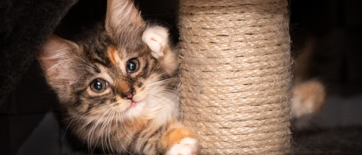 Can california vets claw back another cat declawing ban lawmakers are trying 2
