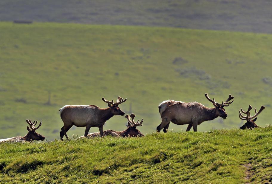 Reyes seashore accepts kovner Marin ranchers sue us over point reyes land deal