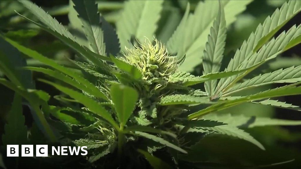 How the la fires will effect cannabis crops