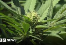 How the la fires will effect cannabis crops