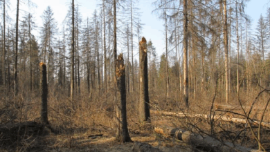 New round of extreme winds forecast for southern california threaten to rapidly spread flames