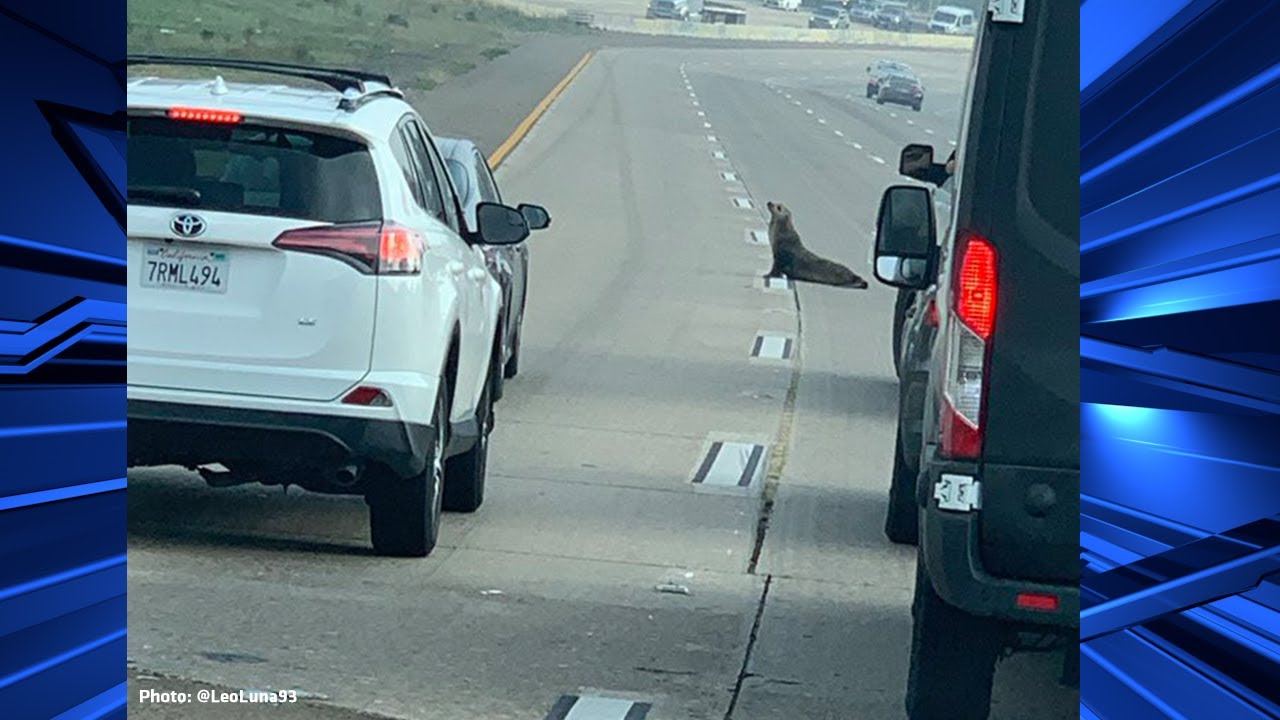 Sea lion pup wanders onto highway 101 makes splash