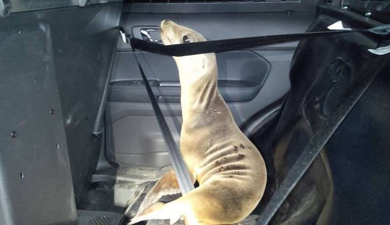 Sea lion pup wanders onto highway 101 makes splash