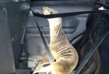 Sea lion pup wanders onto highway 101 makes splash