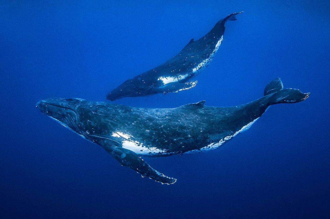 Why we should worry when whales stop singing