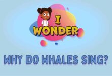 Why we should worry when whales stop singing