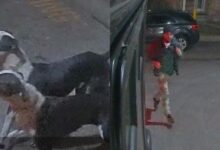 Two women sought in east bay attack of small dog are arrested