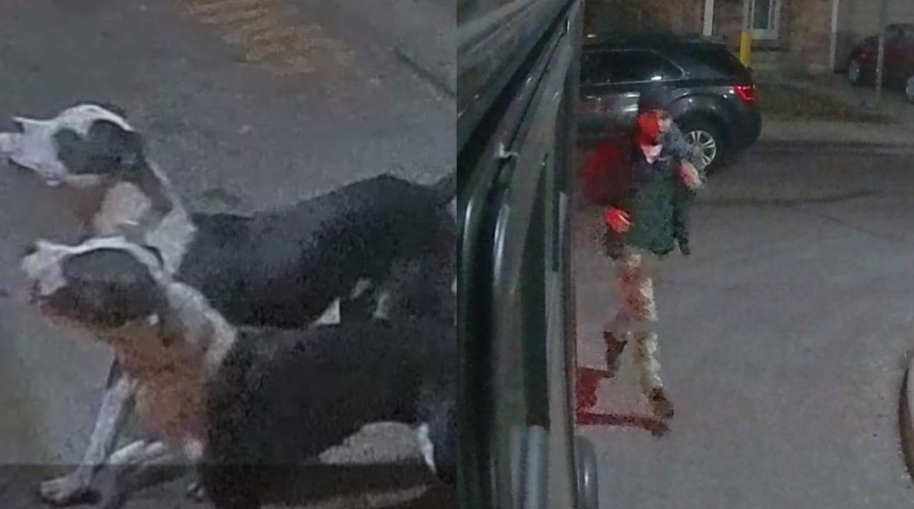 Two women sought in east bay attack of small dog are arrested