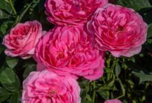 Miss manners potluck tripup