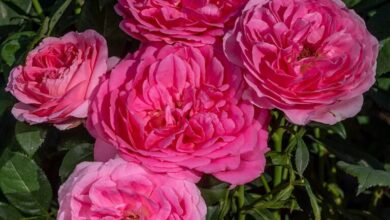 Miss manners potluck tripup