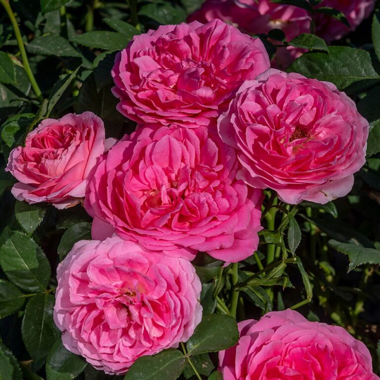 Miss manners potluck tripup