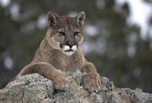 Mountain lions bears downieville