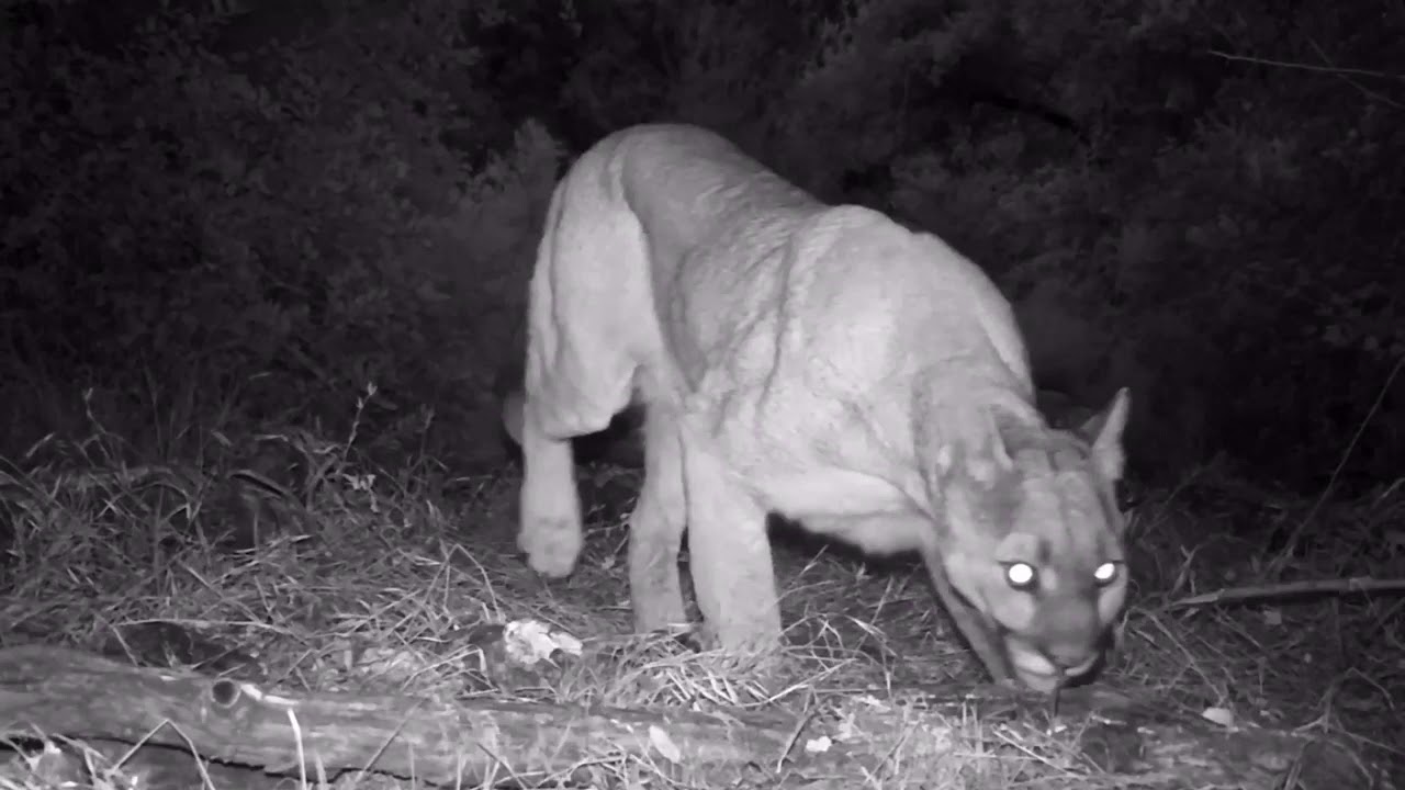 Mountain lions bears downieville