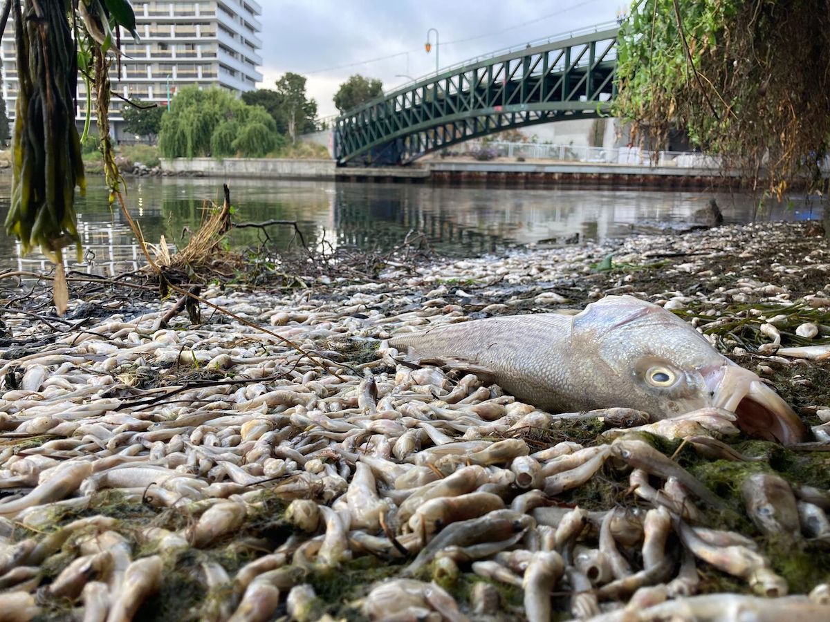 Fremont to spend 135000 on lake project following massive fish die off