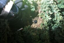 Driver held in fatal collision with pedestrian in hayward